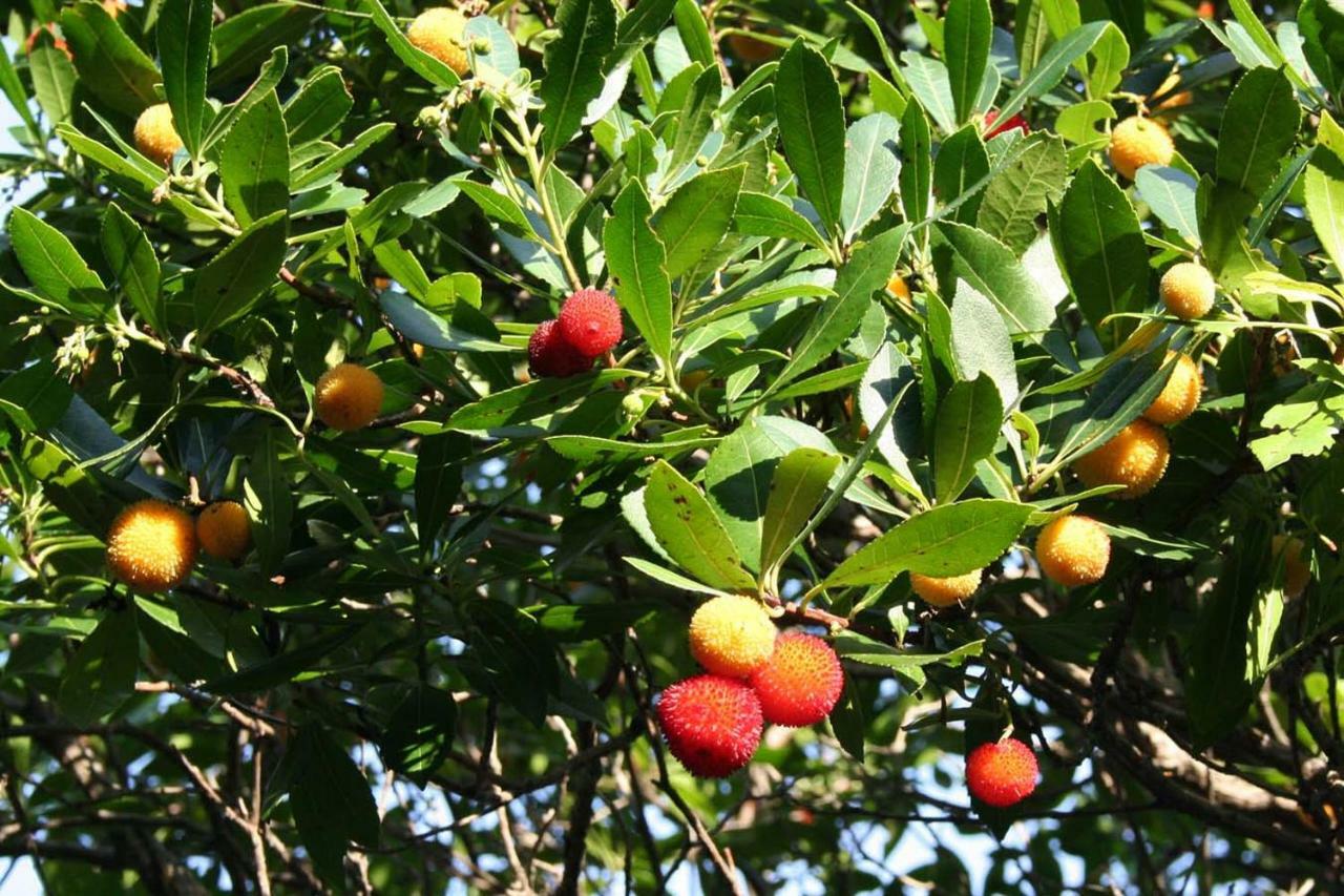 הוילה נזרין Casa Mattea מראה חיצוני תמונה